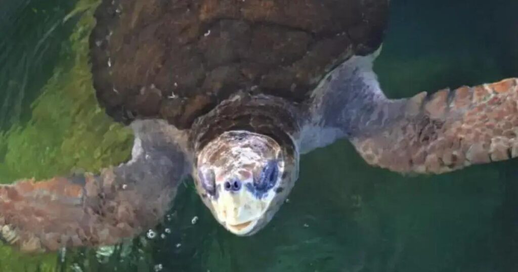 Após 40 anos em cativeiro, tartaruga Jorge volta ao Brasil rumo à Bahia