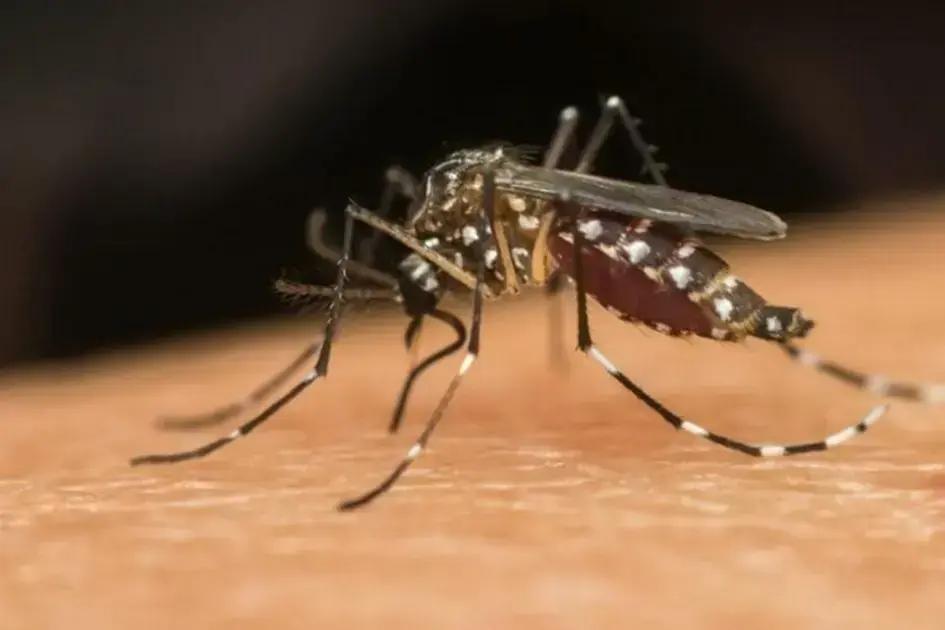 DF inicia liberação de mosquitos Wolbachia para combater dengue
