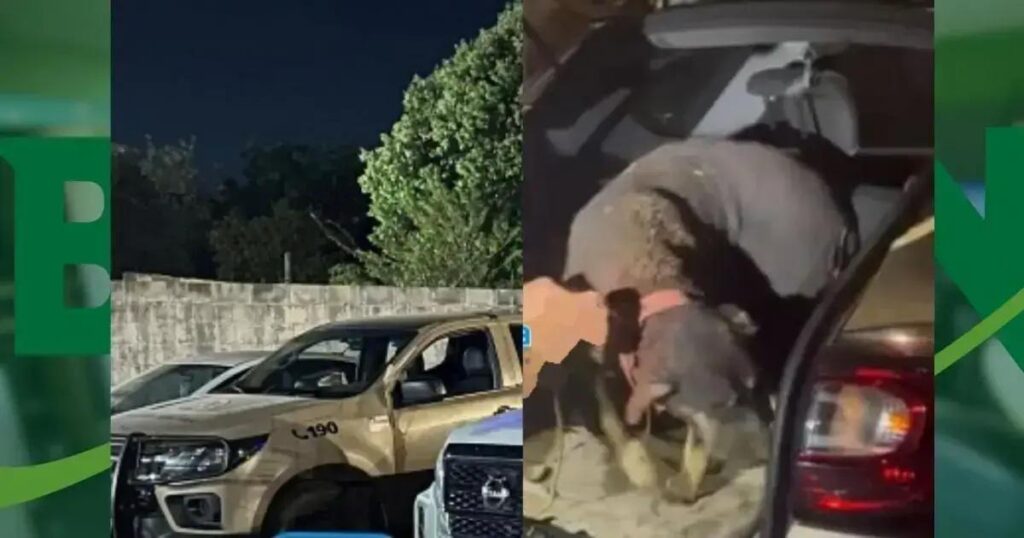 Idoso preso por agredir cães em flagrante em Luís Eduardo Magalhães