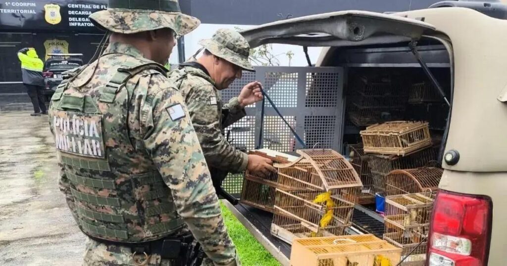 Polícia resgata 150 aves silvestres em cativeiro ilegal na Bahia