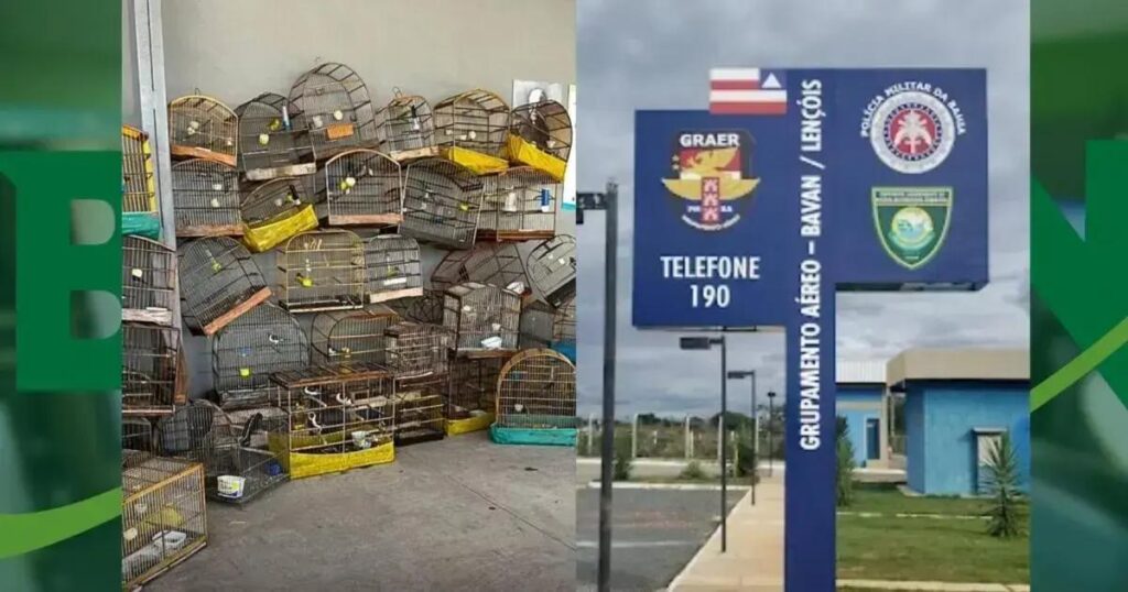 Polícia resgata 54 aves silvestres em estado de maus-tratos no Oeste baiano