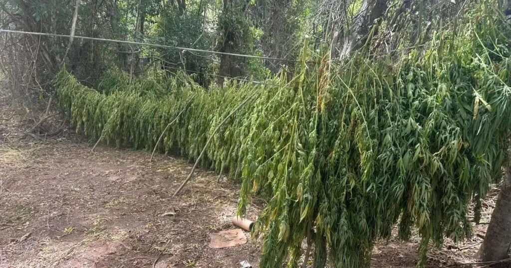 Advogado de 71 anos preso em Salvador por cultivo de maconha em fazenda