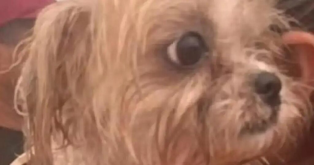 Cachorro sobrevive ao ataque que matou três mulheres em Ilhéus