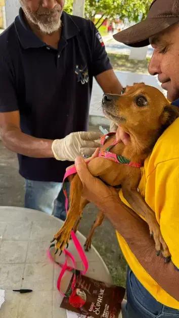 Eunápolis realiza campanha de vacinação antirrábica para cães e gatos