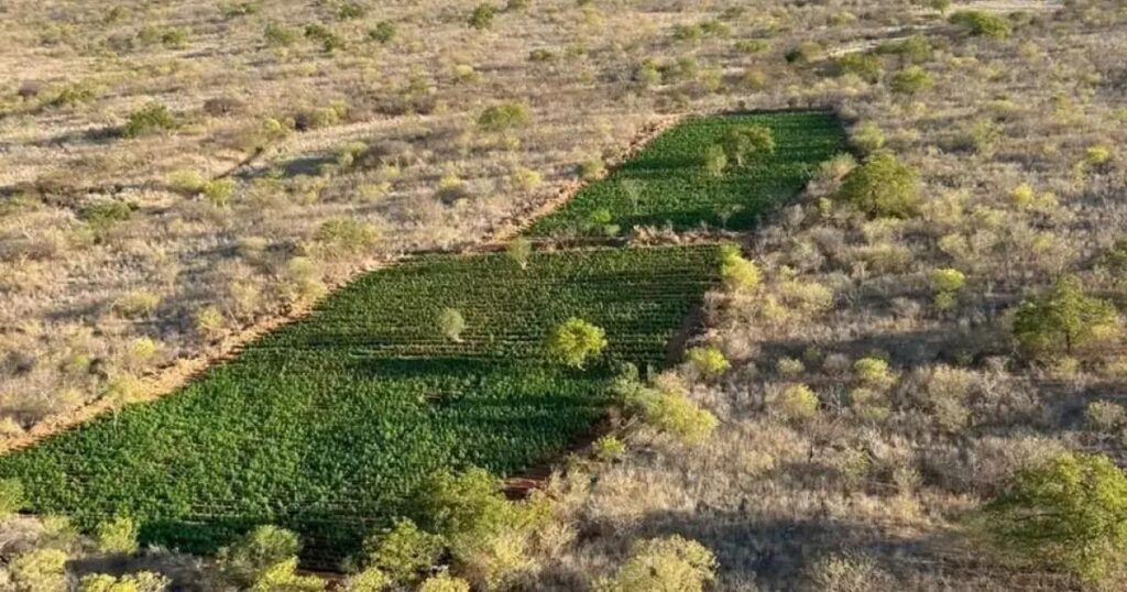 Operação em Curaçá destrói 200 mil pés de maconha em Bahia