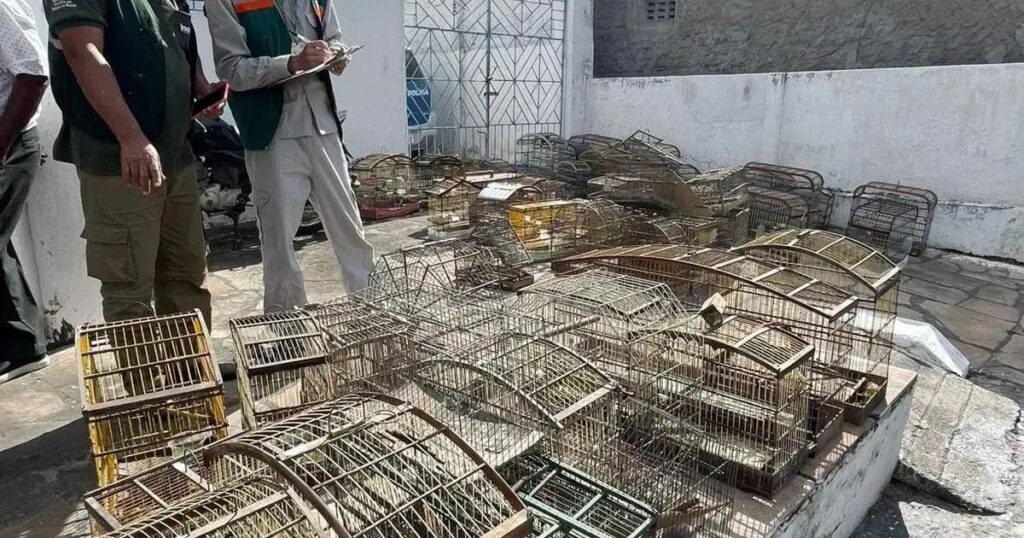 Operação resgata mais de 300 aves silvestres de tráfico na Bahia