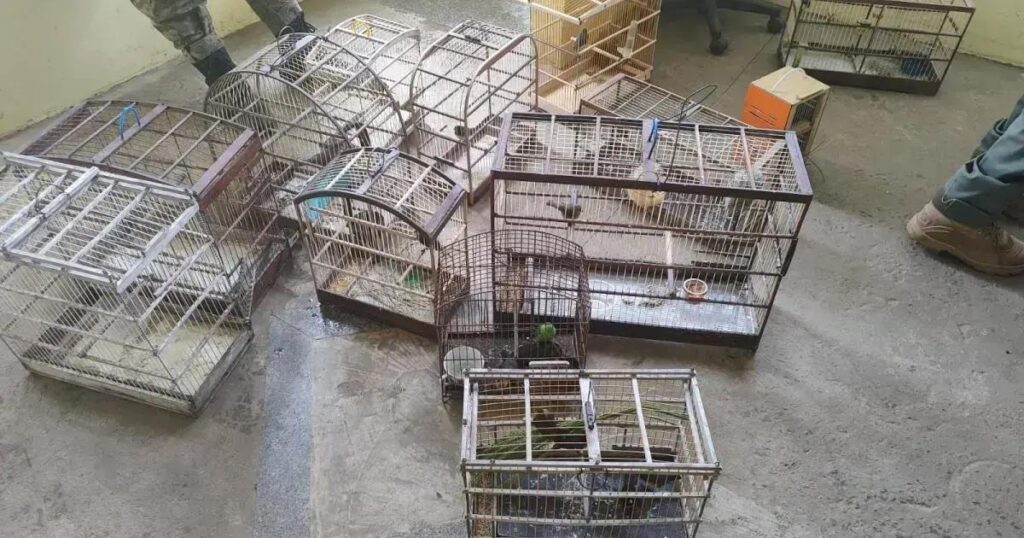 Polícia apreende 35 aves silvestres em feira livre de Dias d'Ávila