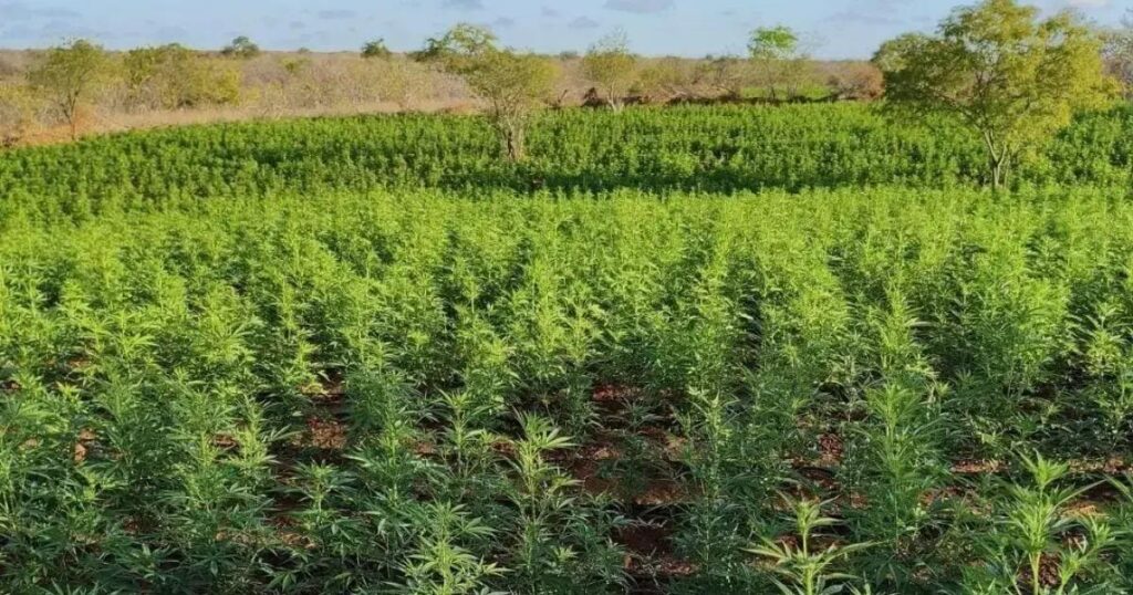 Polícia erradica 200 mil pés de maconha e prende suspeitos na Bahia