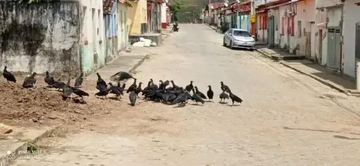 Animal morto descartado em terreno causa transtornos em Itarantim