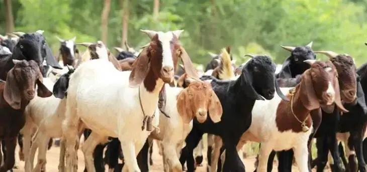 Bahia lidera criação de ovinos e caprinos no Brasil pelo terceiro ano consecutivo