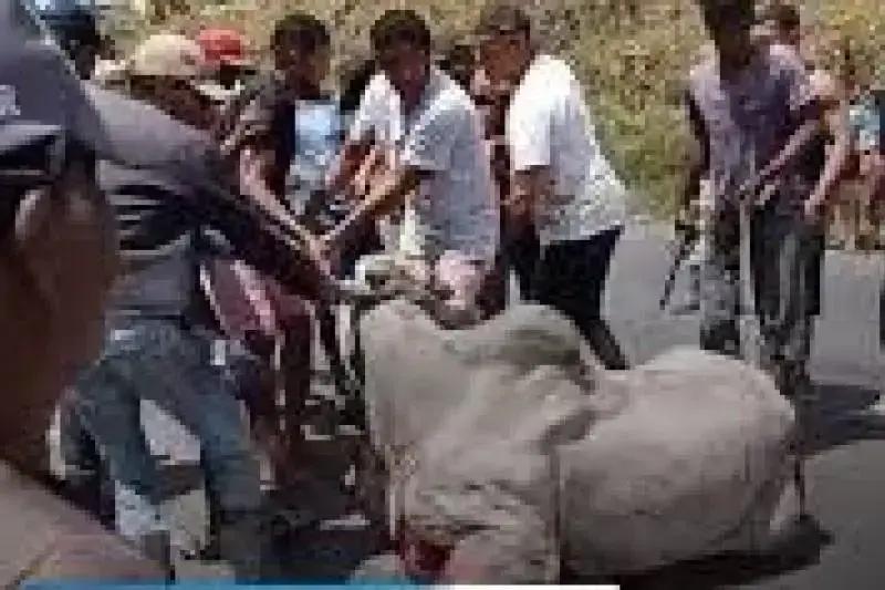 Caminhão boiadeiro tomba na BR-101 em Itamaraju e animais são abatidos a pauladas