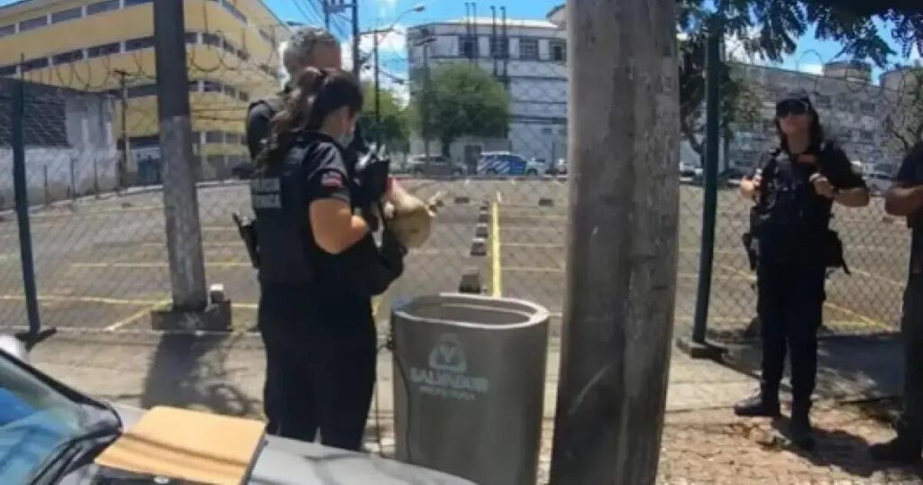 Crânio humano é encontrado em lixeira no Comércio de Salvador