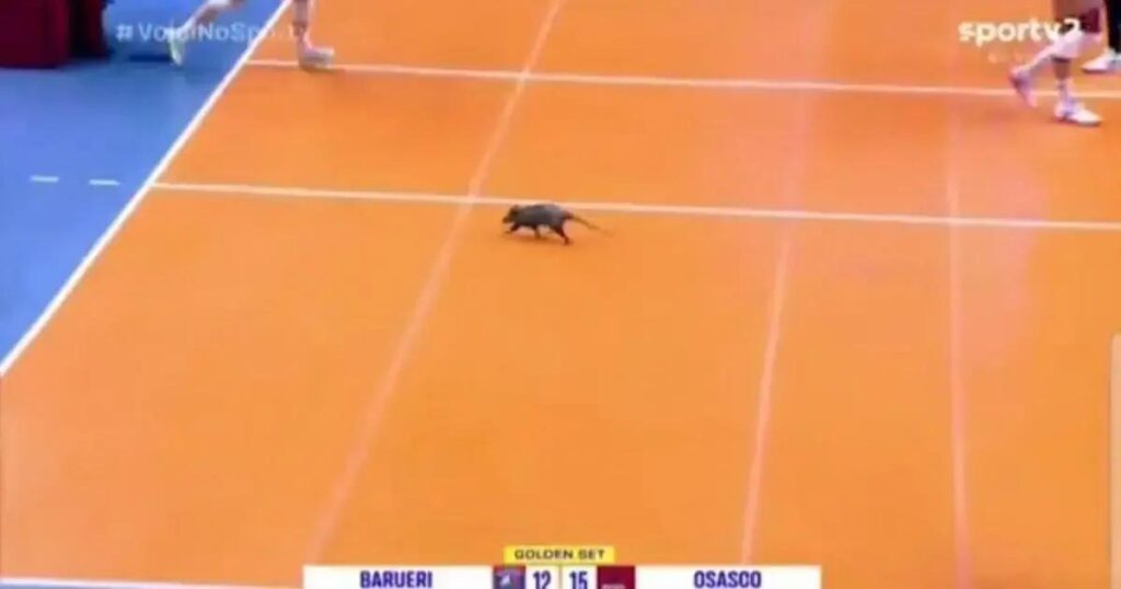 Gambá invade quadra e paralisa semifinal do Paulista feminino de vôlei