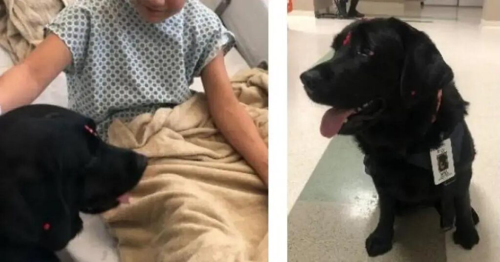 Hospital Ortopédico da Bahia amplia terapia assistida com novo cão terapeuta