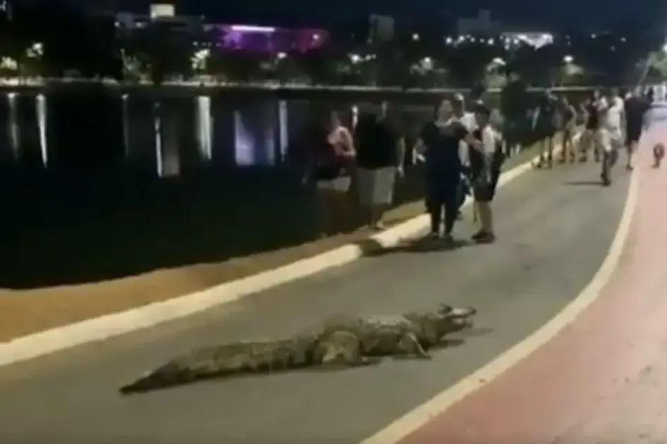 Jacaré surpreende e bloqueia ciclovia em passeio pelo Parque das Águas em Cuiabá