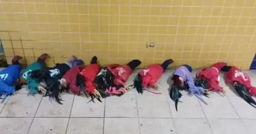 Operação da PRF em Feira de Santana resgata 67 aves silvestres e apreende produtos