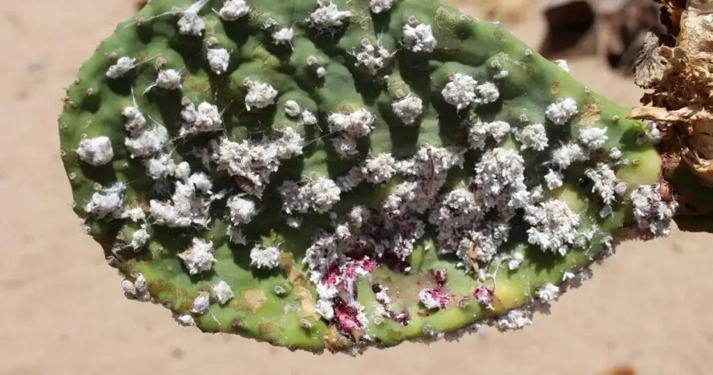 Praga ameaça plantações de palma forrageira em 33 municípios da Bahia