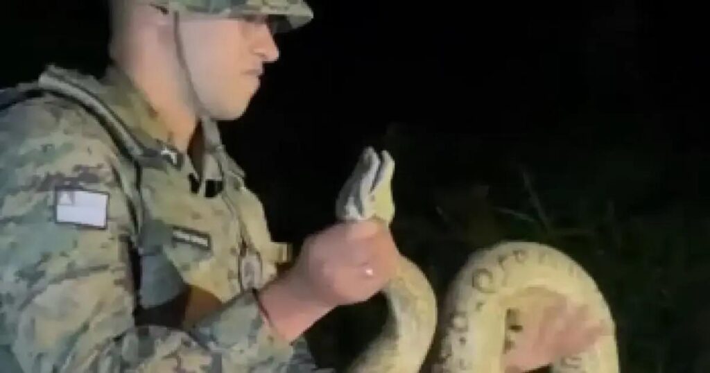 Sucuri de 2 metros é resgatada em bairro residencial de Porto Seguro