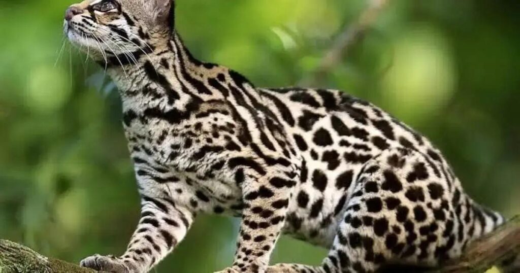 Suzano usa ciência e tecnologia para preservar biodiversidade da Mata Atlântica