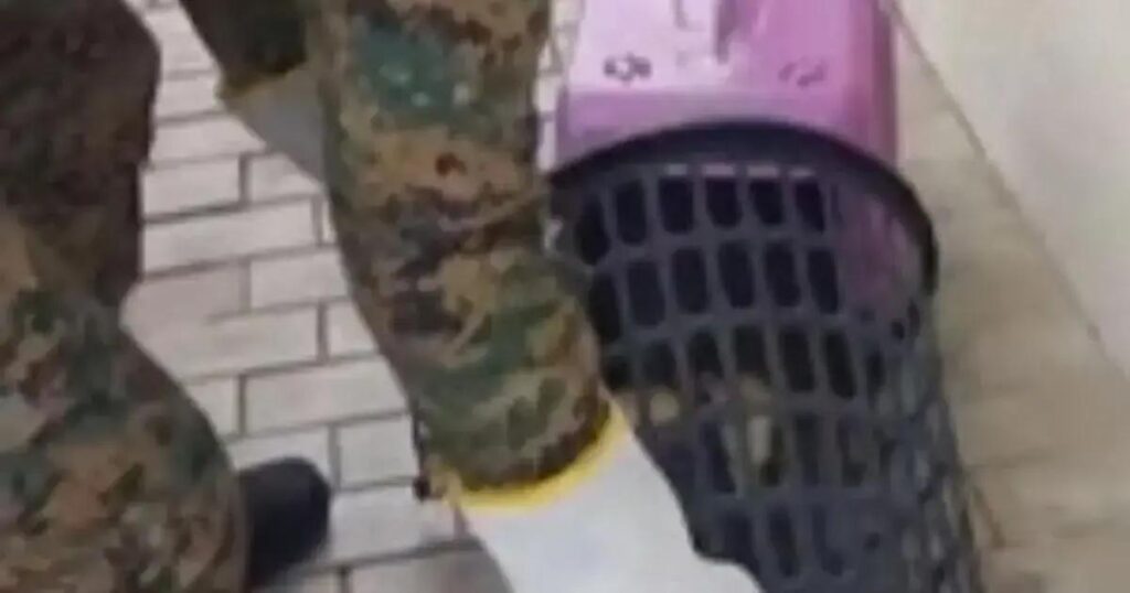 Tamanduá é resgatado em condomínio de Camaçari durante período de chuvas intensas