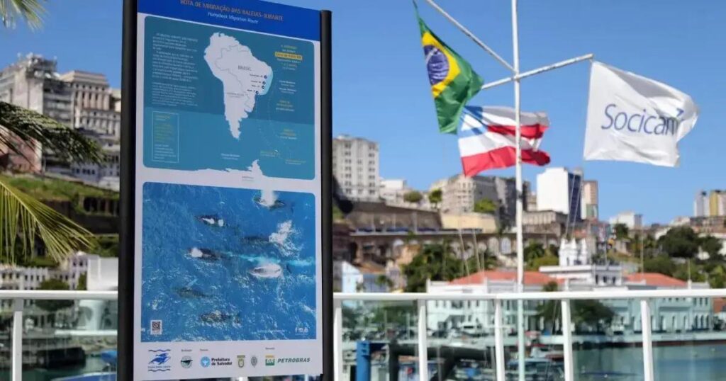 Temporada de baleias jubarte em Salvador tem alta de 20% nos observadores