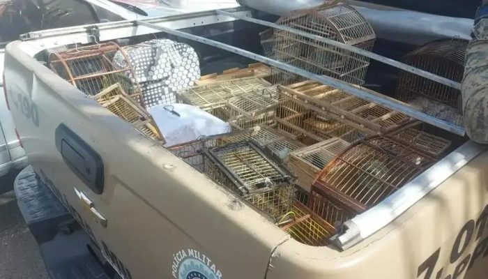 87 aves silvestres resgatadas em Simões Filho em ação da polícia