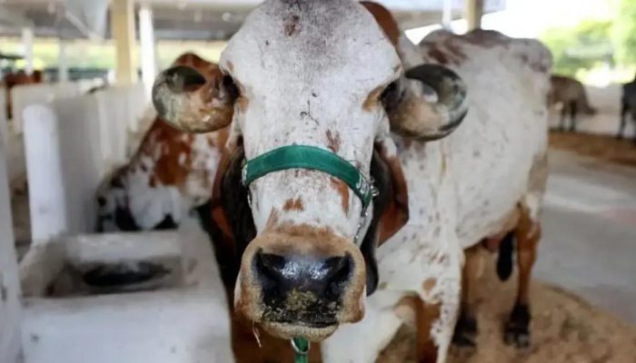 Adab inicia atualização cadastral dos rebanhos na Bahia em julho