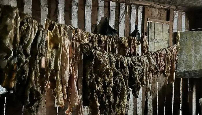 Adab realiza apreensão de carne clandestina e prende responsável no Sul da Bahia