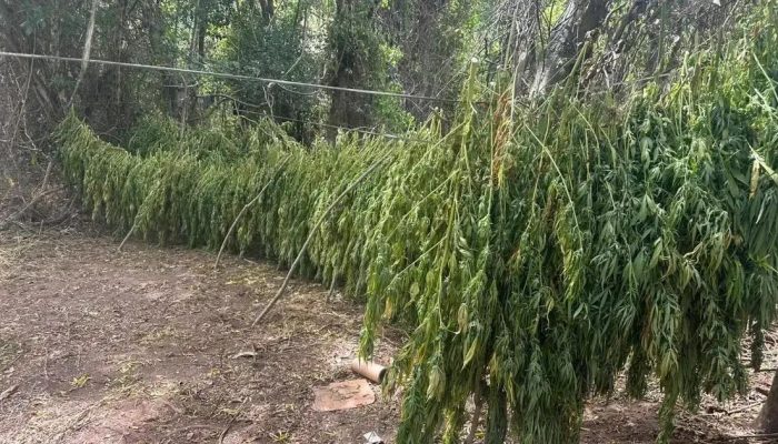 Advogado de 71 anos preso em Salvador por cultivo de maconha em fazenda