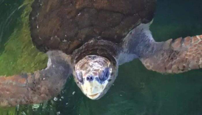 Após 40 anos em cativeiro, tartaruga Jorge volta ao Brasil rumo à Bahia
