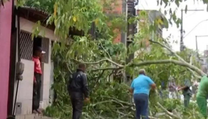 Árvore cai e isola moradores em avenida de Simões Filho após tempestade