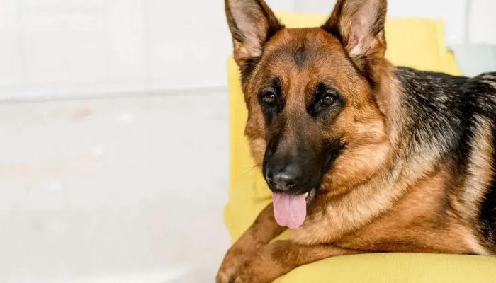 As melhores raças de cães de guarda para proteger sua família com segurança