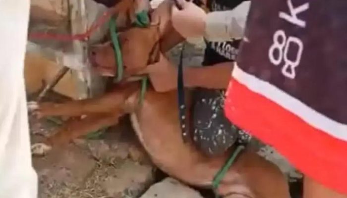 Ataque de pitbulls em Irecê causa mortes e feridos