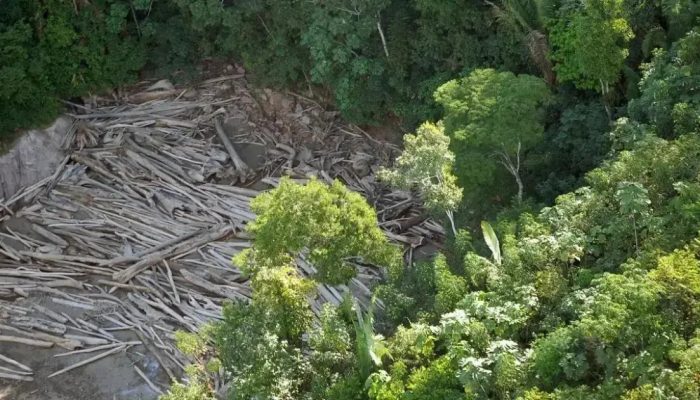 Bahia é o 4º estado com mais crimes ambientais no Brasil