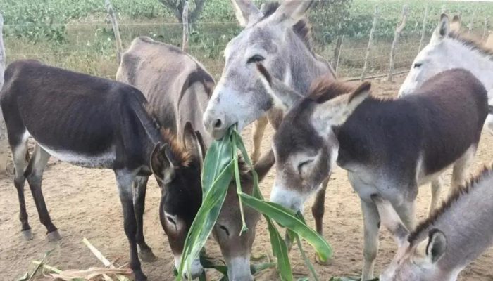 Bahia lidera abate de jumentos e risco de extinção no Brasil