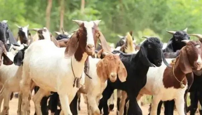 Bahia lidera criação de ovinos e caprinos no Brasil pelo terceiro ano consecutivo