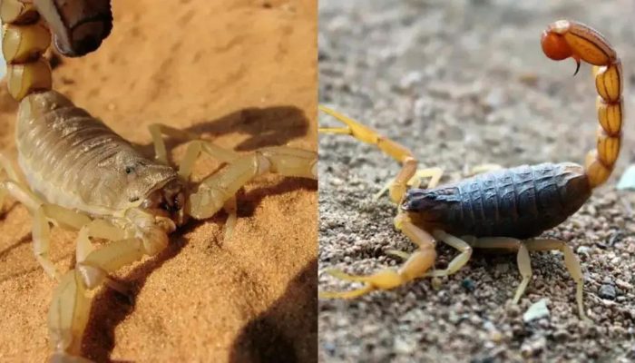 Bahia registra aumento alarmante de picadas de escorpião em 2025