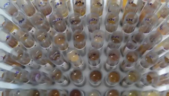 Brasil registra queda de 26% nos casos de malária em 2025