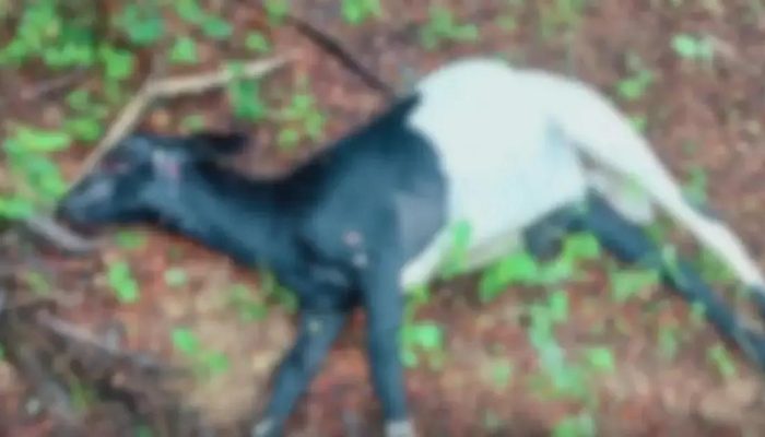 Cães soltos em Quixabeira matam sete ovinos e caprinos em ataque