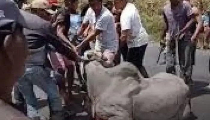 Caminhão boiadeiro tomba na BR-101 em Itamaraju e animais são abatidos a pauladas