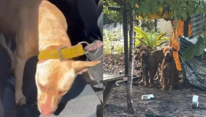 Cão resgatado pela polícia após denúncia de maus-tratos em Maraú