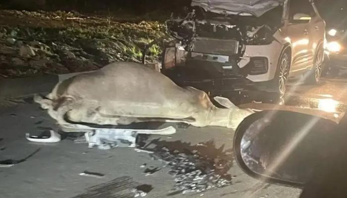 Carro colide com boi em Feira de Santana e gera risco para moradores