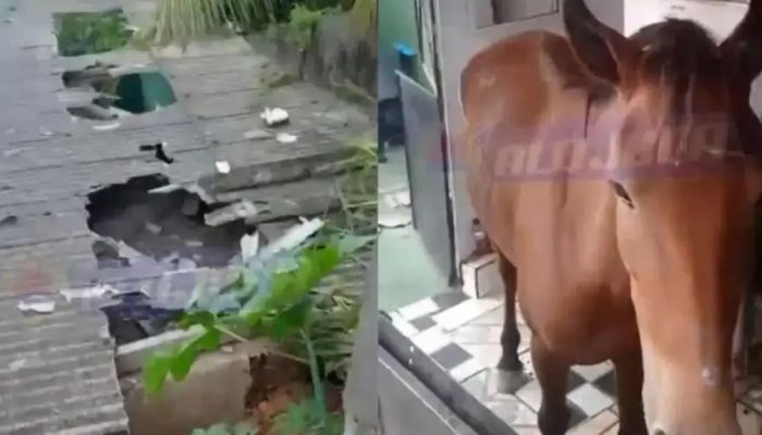 Cavalo invade barbearia em São Tomé de Paripe e causa estrago