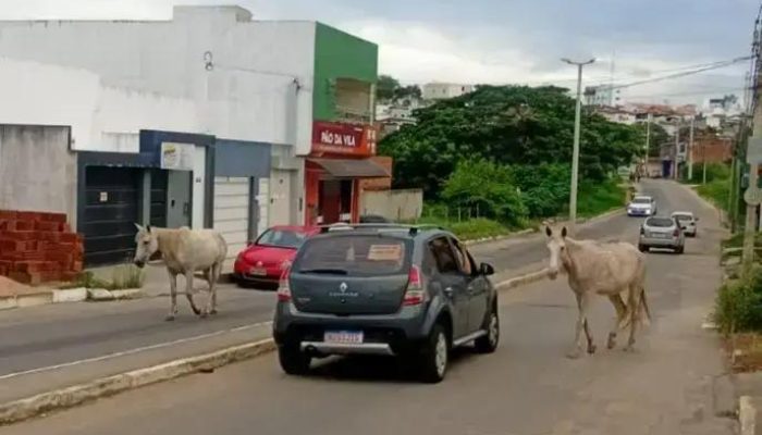 Cavalos soltos em Itapetinga: perigo nas ruas da cidade baiana