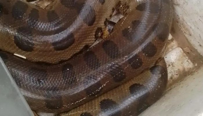 Cobra sucuri é resgatada na praia de Santa Cruz Cabrália por morador