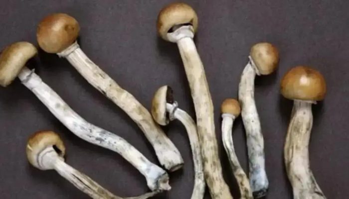 Cogumelos mágicos oferecem esperança no combate ao câncer e depressão