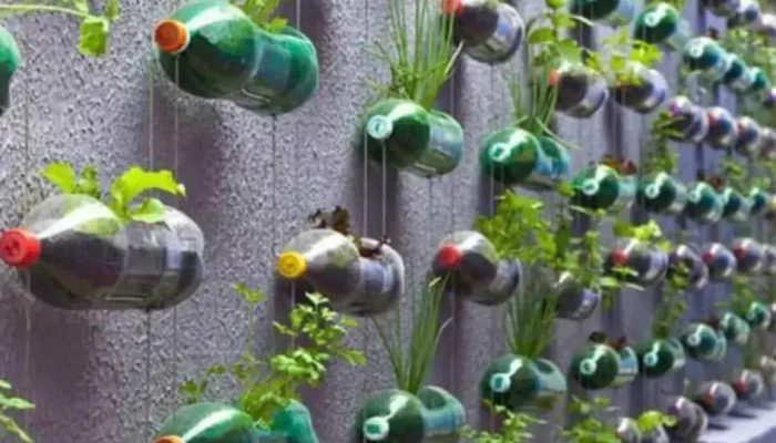 Como cultivar cenouras em casa com garrafas PET de forma sustentável