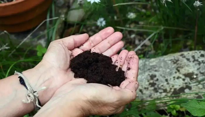 Como escolher os melhores adubos para plantas bonitas o ano todo