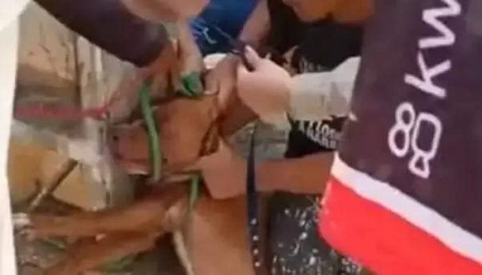 Crescente tensão: ataques de cães pitbull na Bahia preocupam a população