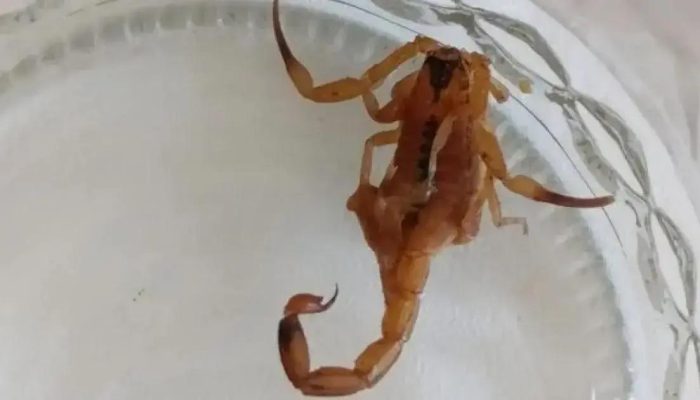 Criança de 2 anos perde a vida após picada de escorpião em Feira de Santana